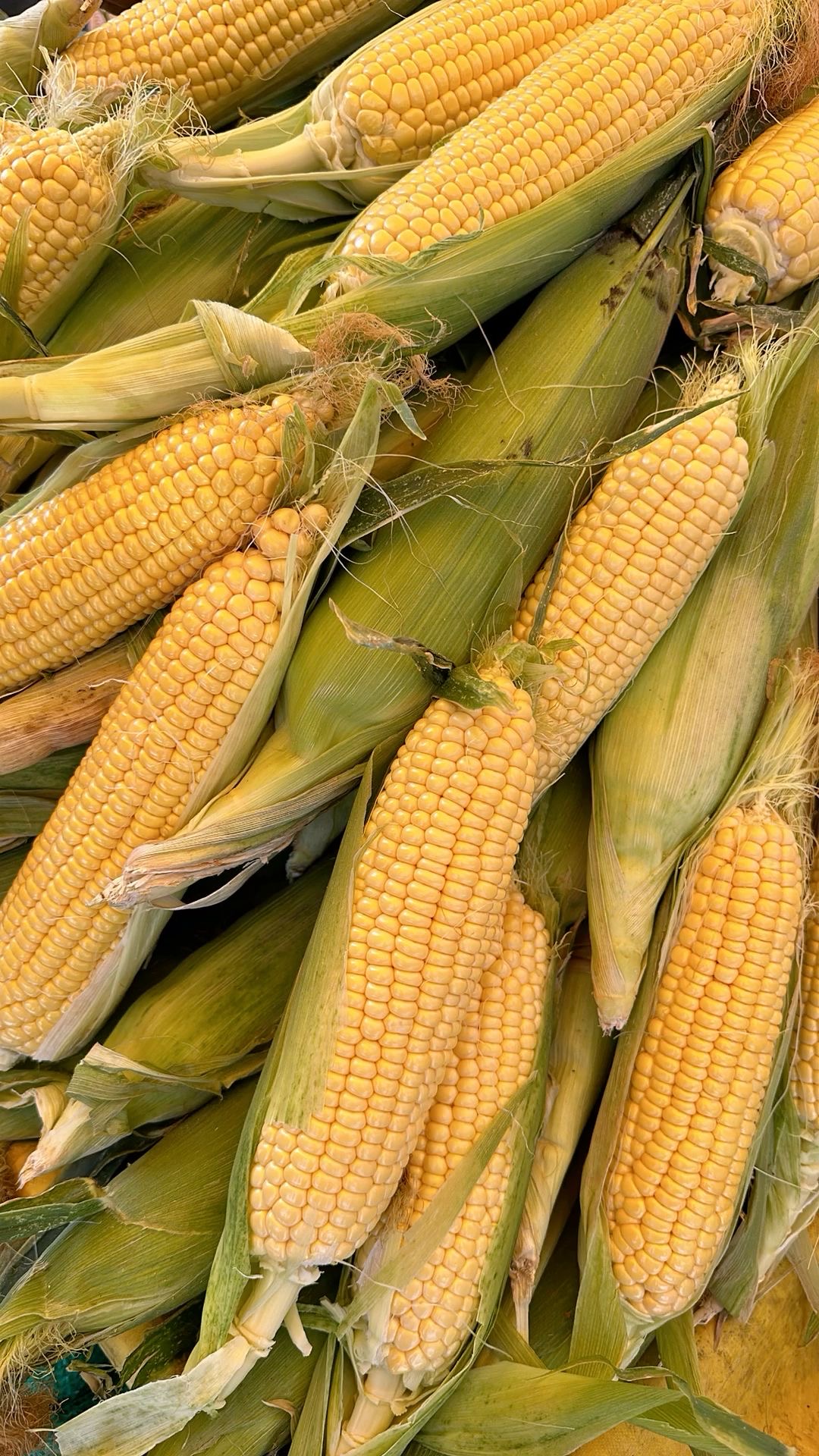 Fresh yellow maize cobs with green husks